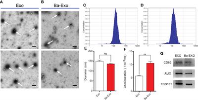 Characterization of exosomes derived from IPEC-J2 treated with probiotic Bacillus amyloliquefaciens SC06 and its regulation of macrophage functions